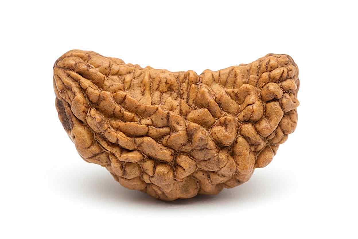 1 Mukhi Rudraksha