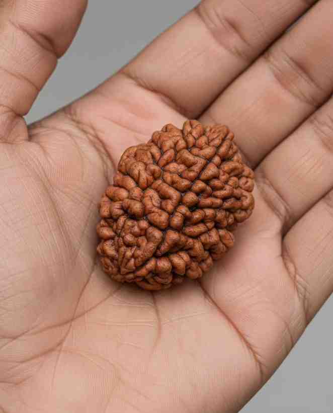 2 Mukhi Rudraksha