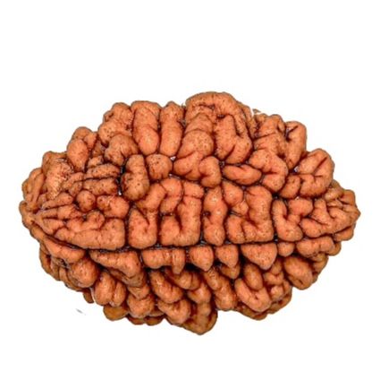 2 Mukhi Rudraksha