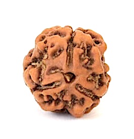 3 Mukhi Rudraksha