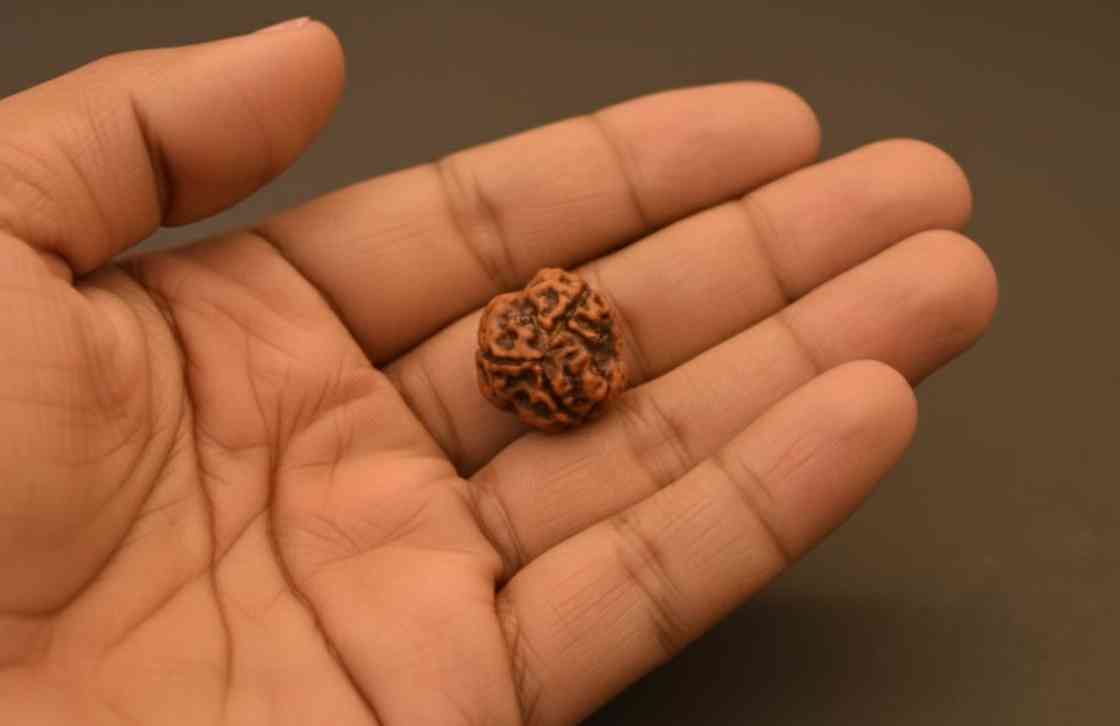 3 Mukhi Rudraksha