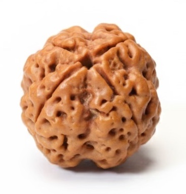 4 Mukhi Nepali Rudraksha