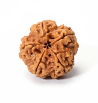5 Mukhi Nepali Rudraksha